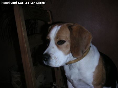 Beagle Hunde Foto 21197 Beagle Pia