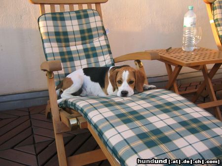 Beagle Hunde Foto 19360 Beagle Pia
