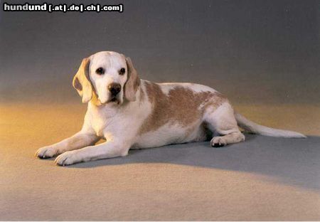 Beagle Hunde Foto 3982 Beagle Quent