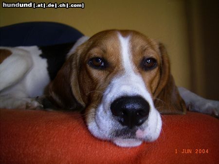 Beagle Das ist Lucky.... so wie immer faul am rumliegen