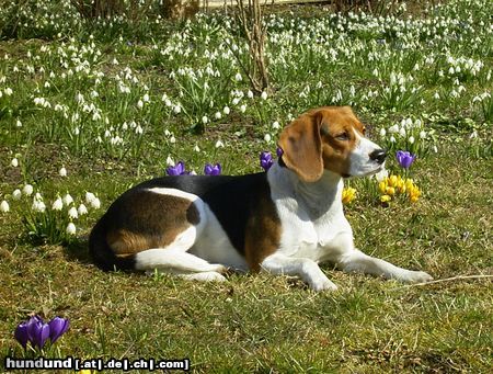 Beagle Hunde Foto 3971 Beagle