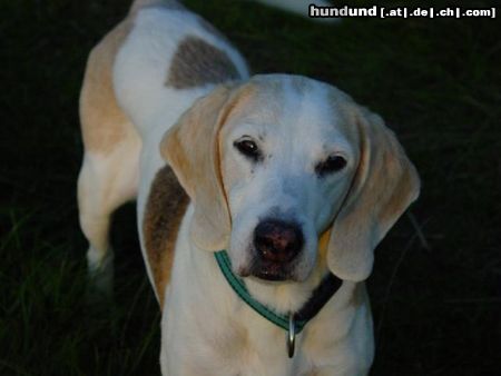 Beagle Hunde Foto 3742 Beagle Wer kann diesem Beagle-Blick wiederstehen?