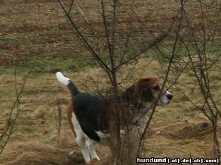 Beagle Hunde Foto 3111 Beagle Sammy