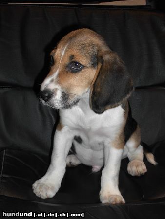 Beagle Hunde Foto 7741 Beagle Rocky