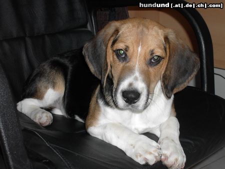 Beagle Hunde Foto 17281 Beagle ROCKY