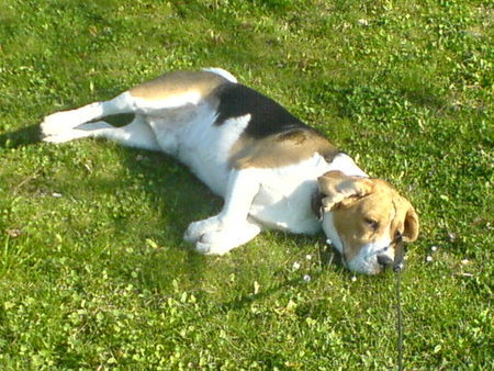 Beagle Hunde Foto 37763 Beagle