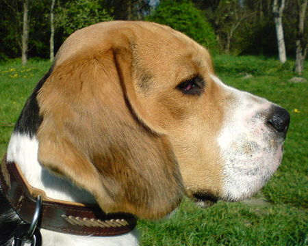 Beagle Hunde Foto 37811 Beagle