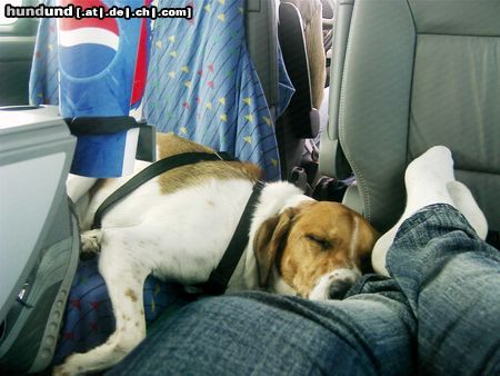 Beagle Hunde Foto 14486 Beagle Sammy im Auto