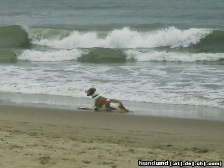 Beagle Hunde Foto 14487 Beagle Sammy am Strand