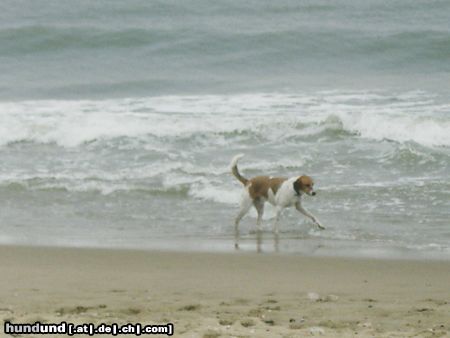 Beagle Hunde Foto 14489 Beagle Sammy am Strand