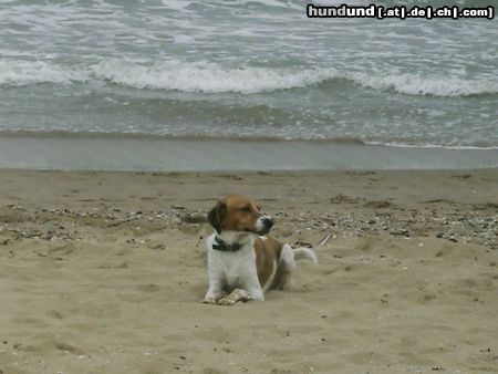 Beagle Hunde Foto 14488 Beagle Sammy am Strand