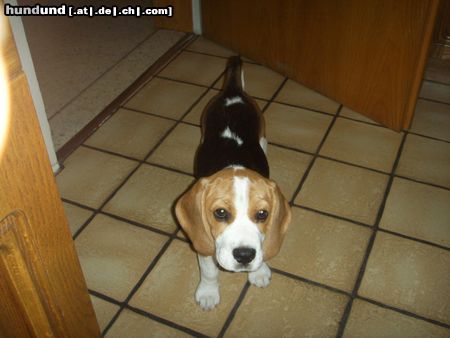 Beagle Hunde Foto 24839 in höherer Auflösung ansehen Beagle Xena