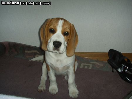 Beagle Hunde Foto 24856 in höherer Auflösung ansehen Beagle Der nervt mit seinen blöden Fotos !!!