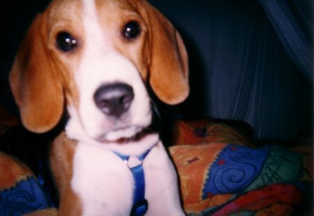 Beagle Hunde Foto 28448 in höherer Auflösung ansehen Beagle Mein Spike