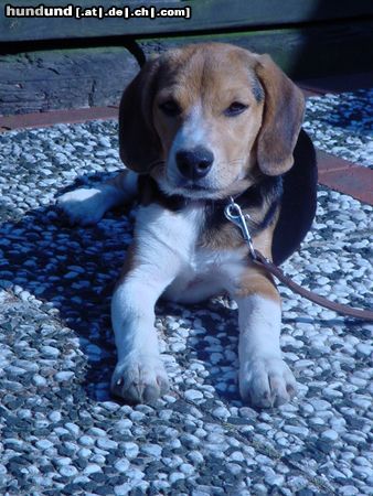 Beagle Hunde Foto 13930 Beagle Shiela