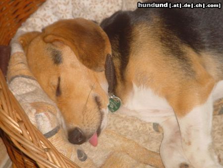 Beagle Hunde Foto 13929 Beagle Beaglehündin 12 Wochen (Shiela)