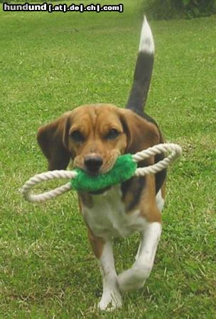 Beagle Hunde Foto 24971 in höherer Auflösung ansehen Beagle Mein lieblings Spielzeug