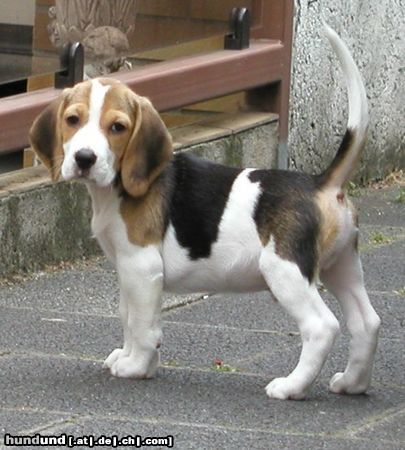 Beagle Hunde Foto 23374 Beagle Sputnik mit 10 Wochen