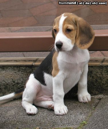Beagle Hunde Foto 23375 in höherer Auflösung ansehen Beagle Sputnik