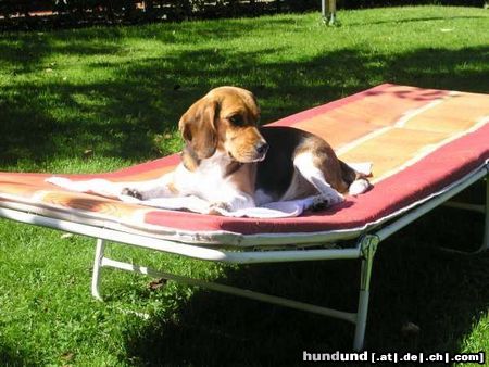 Beagle Hunde Foto 24972 Beagle Tamira macht sich´s bequem
