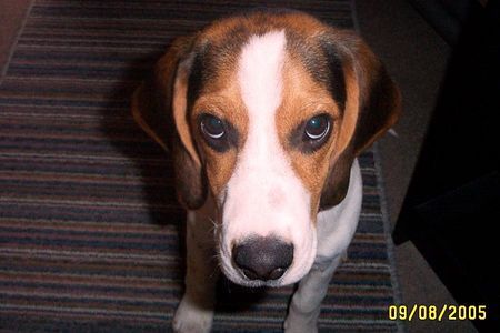 Beagle Hunde Foto 31074 Beagle Ich bin so ein lieber. (manchmal)