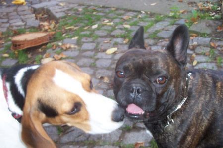 Beagle Hunde Foto 27124 Beagle Thadeus mit seinem besten Freund