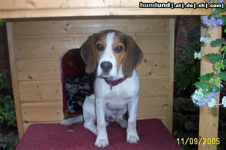 Beagle Hunde Foto 25919 in höherer Auflösung ansehen Beagle Thadeus vor seinem Reich