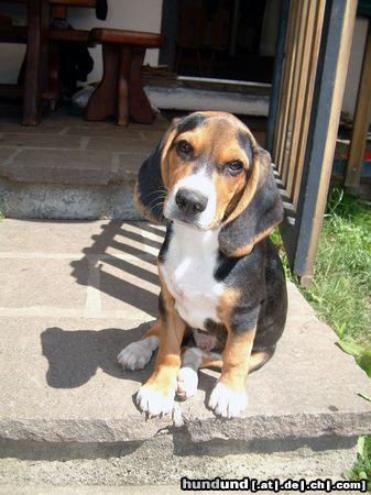 Beagle Hunde Foto 3853 Beagle Mein lieber süsser Timmi :-)