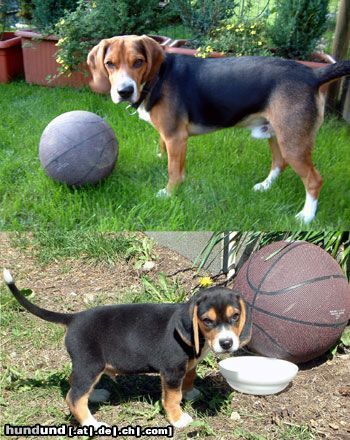 Beagle Hunde Foto 12685 Beagle Timmi ist etwas gewachsen :-)