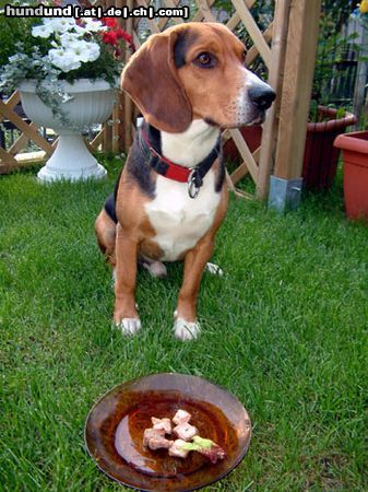 Beagle Hunde Foto 12686 in höherer Auflösung ansehen Beagle Timmi