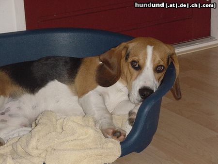 Beagle Hunde Foto 4586 Beagle Tommy