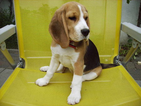 Beagle Hunde Foto 31554 Beagle Tweety Girl of the Jolly Kids