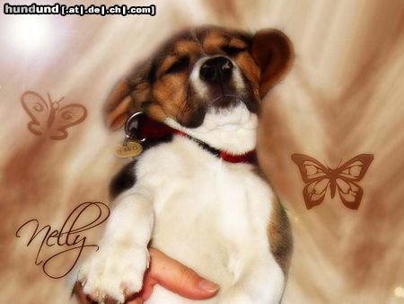 Beagle Hunde Foto 11170 Beagle Meine kleine Nelly!!