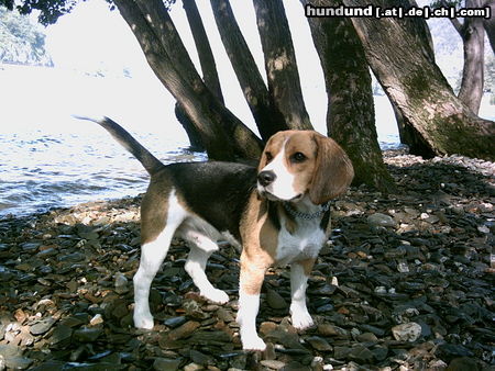 Beagle Hunde Foto 24801 Beagle Das ist mein kleiner Vino am Rhein