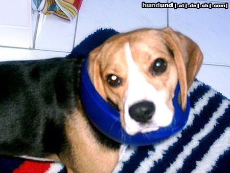 Beagle Hunde Foto 24813 Beagle Dann leert Vino eben den Müll aus