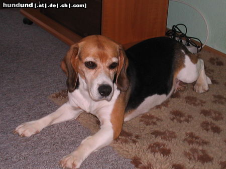 Beagle Hunde Foto 24424 Beagle