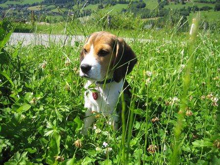 Beagle Hunde Foto 34885 in höherer Auflösung ansehen Beagle Unsere Zoe mit 3 Monaten