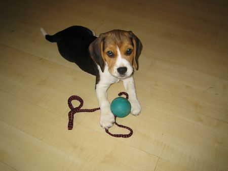 Beagle Hunde Foto 34887 in höherer Auflösung ansehen Beagle Unsere Zoe mit 10 Wochen