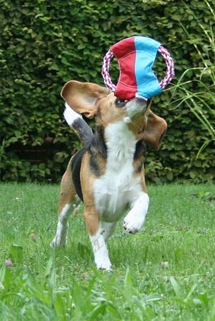 Beagle Hunde Foto 33928 in höherer Auflösung ansehen Beagle Tamira vom Schloss Altenau