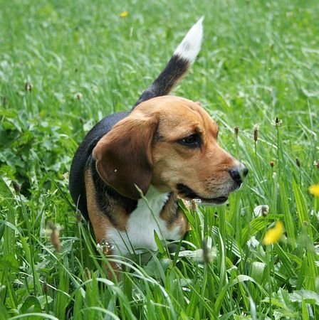 Beagle Hunde Foto 33930 in höherer Auflösung ansehen Beagle Tamira