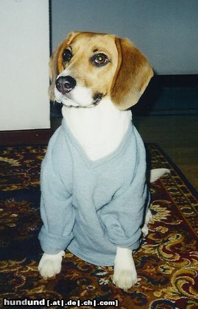 Beagle Hunde Foto 14758 Beagle Abby