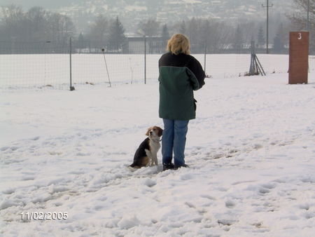 Beagle Hunde Foto 30675 in höherer Auflösung ansehen Beagle abrichten - bei diesem wetter?!?