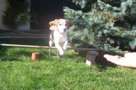 Beagle Hunde Foto 35346 Beagle Anny beim springen