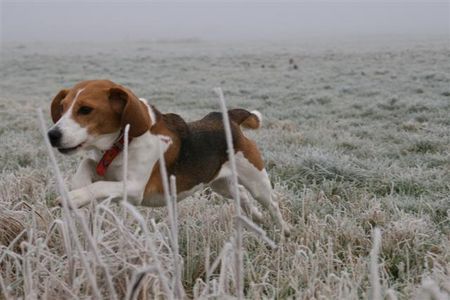 Beagle Hunde Foto 37495 in höherer Auflösung ansehen Beagle Fliegender Beagle
