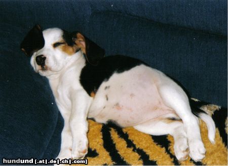 Beagle Hunde Foto 10883 Beagle Coffin ist soooooooo müde!