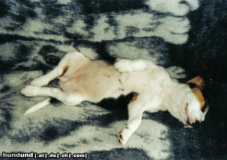 Beagle Hunde Foto 16837 in höherer Auflösung ansehen Beagle müüüüüde