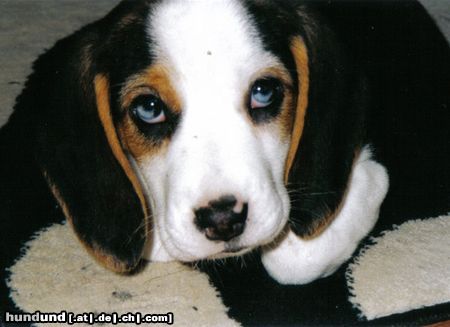 Beagle Hunde Foto 10882 Beagle Das ist meine Hündin Coffin mit ca. 9 Wochen. Untypisch sind ihre zur Hälfte blau/weiß gefärbten Augen!