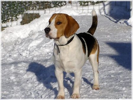 Beagle Hunde Foto 39195 in höherer Auflösung ansehen Beagle Barny