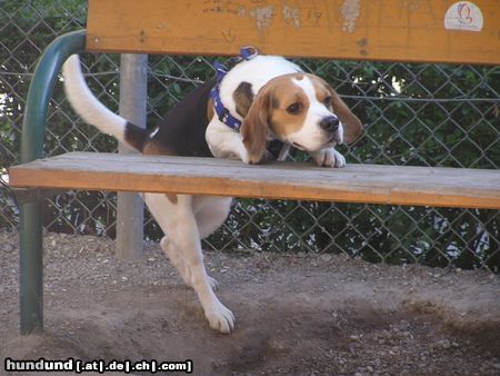 Beagle Hunde Foto 22282 in höherer Auflösung ansehen Beagle huch