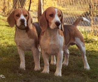 Beagle Hunde Foto 9 Beagle